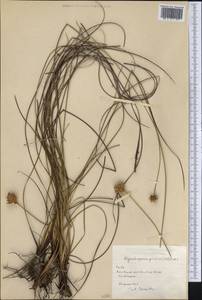 Rhynchospora globosa (Kunth) Roem. & Schult., America (AMER) (Cuba)