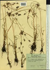 Cyperus orthostachyus Franch. & Sav., Siberia, Russian Far East (S6) (Russia)