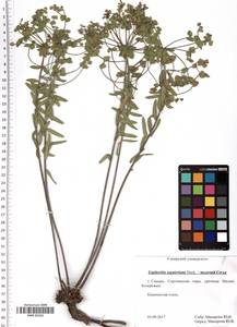 Euphorbia seguieriana Neck., Eastern Europe, Middle Volga region (E8) (Russia)