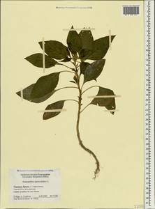 Amaranthus hybridus L., Crimea (KRYM) (Russia)