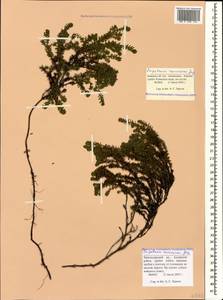 Empetrum nigrum subsp. caucasicum (Juz.) Kuvaev, Caucasus, Krasnodar Krai & Adygea (K1a) (Russia)