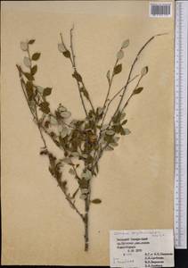 Prunus bifrons Fritsch, Middle Asia, Pamir & Pamiro-Alai (M2) (Turkmenistan)