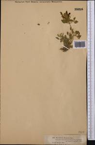 Scutellaria sieversii Bunge, Middle Asia, Dzungarian Alatau & Tarbagatai (M5) (Kazakhstan)