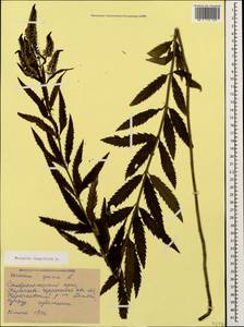 Veronica longifolia L., Caucasus, Stavropol Krai, Karachay-Cherkessia & Kabardino-Balkaria (K1b) (Russia)
