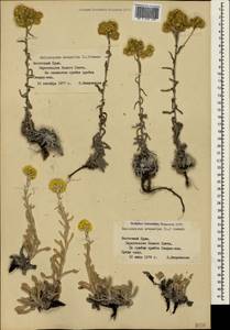 Helichrysum arenarium (L.) Moench, Crimea (KRYM) (Russia)