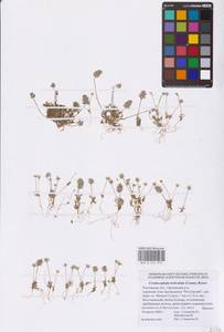 Ceratocephala orthoceras DC., Eastern Europe, Rostov Oblast (E12a) (Russia)