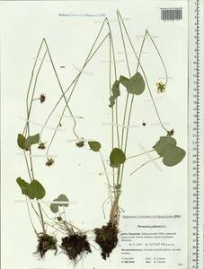 Parnassia palustris L., Siberia, Baikal & Transbaikal region (S4) (Russia)