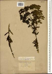 Euphorbia seguieriana Neck., Caucasus, Krasnodar Krai & Adygea (K1a) (Russia)
