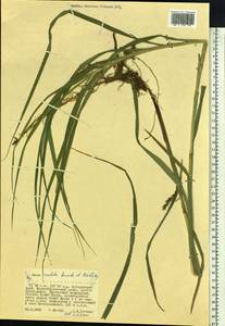 Carex sordida Van Heurck & Müll.Arg., Siberia, Russian Far East (S6) (Russia)