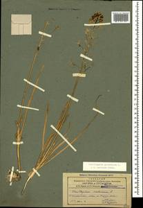 Ornithogalum pyrenaicum L., Caucasus, Azerbaijan (K6) (Azerbaijan)