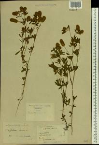 Trifolium arvense L., Eastern Europe, North Ukrainian region (E11) (Ukraine)