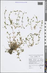 Cerastium pusillum Ser., Siberia, Baikal & Transbaikal region (S4) (Russia)