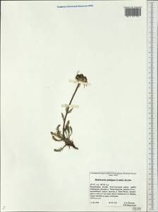 Tripleurospermum ambiguum (Ledeb.) Franch. & Sav., Siberia, Altai & Sayany Mountains (S2) (Russia)