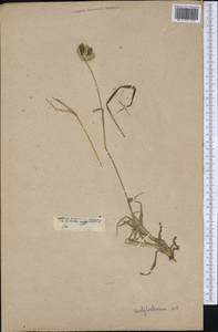 Dactyloctenium aegyptium (L.) Willd., America (AMER) (Not classified)