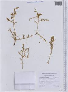 Herniaria incana Lam., Western Europe (EUR) (Greece)