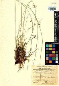 Juncus filiformis L., Siberia, Baikal & Transbaikal region (S4) (Russia)