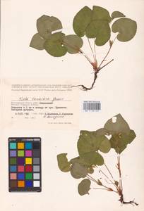 Viola tanaitica Grosset, Eastern Europe, Lower Volga region (E9) (Russia)