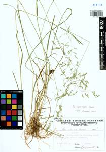 Poa pratensis subsp. pratensis, Siberia, Baikal & Transbaikal region (S4) (Russia)