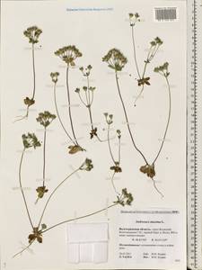 Androsace maxima L., Eastern Europe, Lower Volga region (E9) (Russia)