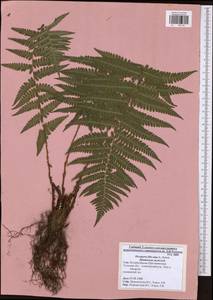 Dryopteris filix-mas (L.) Schott, Eastern Europe, Central region (E4) (Russia)