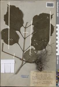 Isodon excisus (Maxim.) Kudô, Siberia, Russian Far East (S6) (Russia)