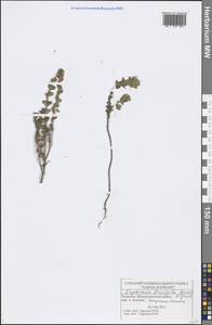 Euphrasia × vernalis List, Eastern Europe, Middle Volga region (E8) (Russia)