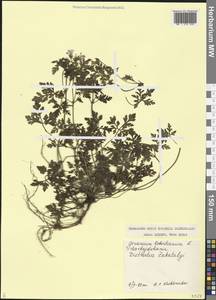 Geranium robertianum L., Caucasus, Azerbaijan (K6) (Azerbaijan)