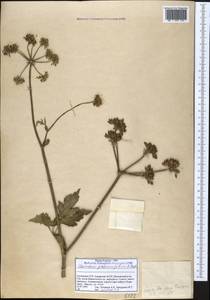 Heracleum pastinacifolium K.Koch, Caucasus, Georgia (K4) (Georgia)