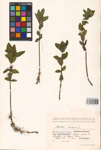 MHA 0 158 137, Mentha arvensis L., Eastern Europe, Lower Volga region (E9) (Russia)