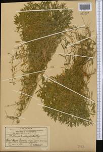 Stellaria brachypetala Bunge, Middle Asia, Western Tian Shan & Karatau (M3) (Kazakhstan)
