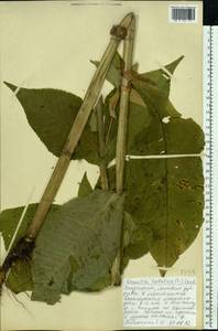 Knautia tatarica (L.) Szabó, Eastern Europe, Eastern region (E10) (Russia)