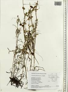 Cuscuta epithymum (L.) L., Eastern Europe, Central region (E4) (Russia)