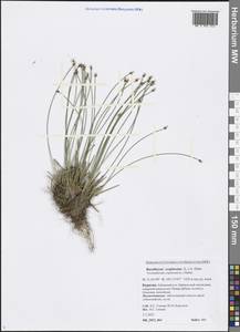 Trichophorum cespitosum (L.) Hartm., Siberia, Baikal & Transbaikal region (S4) (Russia)
