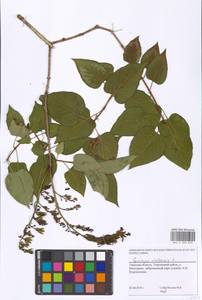 Syringa vulgaris L., Eastern Europe, North-Western region (E2) (Russia)