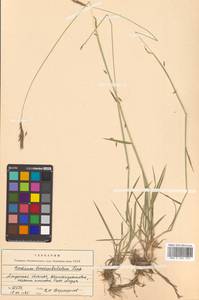 Hordeum brevisubulatum (Trin.) Link, Siberia, Russian Far East (S6) (Russia)