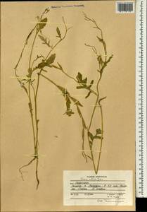 Eruca vesicaria subsp. sativa (Mill.) Thell., South Asia, South Asia (Asia outside ex-Soviet states and Mongolia) (ASIA) (Afghanistan)