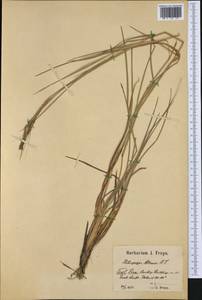 Heteropogon contortus (L.) P.Beauv. ex Roem. & Schult., Western Europe (EUR) (Slovenia)