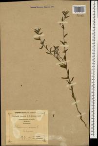 Buglossoides arvensis (L.) I. M. Johnst., Caucasus, Georgia (K4) (Georgia)