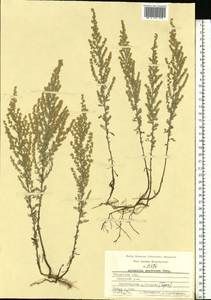 Artemisia austriaca Jacq., Eastern Europe, Central region (E4) (Russia)