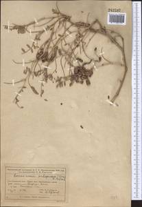 Eversmannia subspinosa (DC.)B.Fedtsch., Middle Asia, Muyunkumy, Balkhash & Betpak-Dala (M9) (Kazakhstan)
