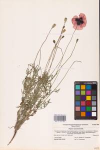 Papaver arenarium M.Bieb., Eastern Europe, Lower Volga region (E9) (Russia)