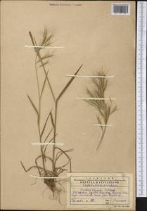 Bromus oxyodon Schrenk, Middle Asia, Western Tian Shan & Karatau (M3) (Kazakhstan)