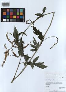 Actaea cimicifuga L., Siberia, Altai & Sayany Mountains (S2) (Russia)