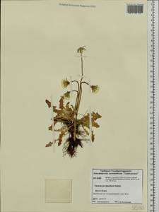 Taraxacum ceratophorum (Ledeb.) DC., Siberia, Central Siberia (S3) (Russia)