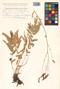 Poterium tenuifolium var. alba (Trautv. & C. A. Mey.), Siberia, Russian Far East (S6) (Russia)