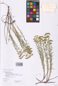 Euphorbia seguieriana Neck., Eastern Europe, Central forest-and-steppe region (E6) (Russia)