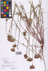 Dianthus borbasii Vandas, Eastern Europe, Central region (E4) (Russia)