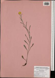 Helichrysum arenarium (L.) Moench, Eastern Europe, Central region (E4) (Russia)