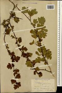 Crataegus monogyna Jacq., Caucasus, Stavropol Krai, Karachay-Cherkessia & Kabardino-Balkaria (K1b) (Russia)
