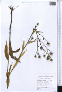 Picris nuristanica Bornm., Middle Asia, Northern & Central Tian Shan (M4) (Kyrgyzstan)